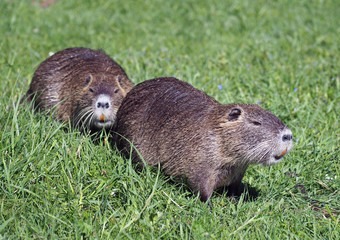 A two coypu, Nutria feeding on grass 