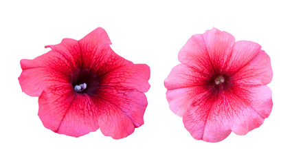 Set of pink petunia flowers isolated on white background.