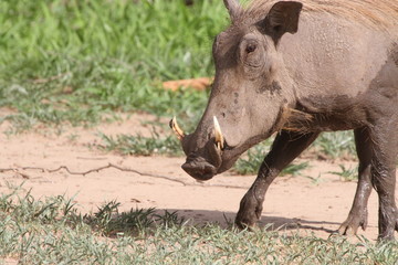 Naklejka na ściany i meble African Warthogs