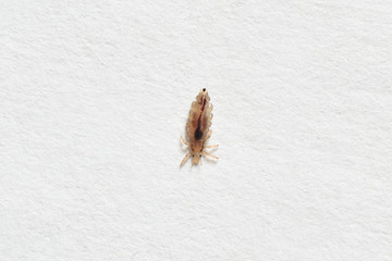 Insect lice on a white paper background