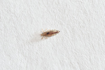 Insect lice on a white paper background