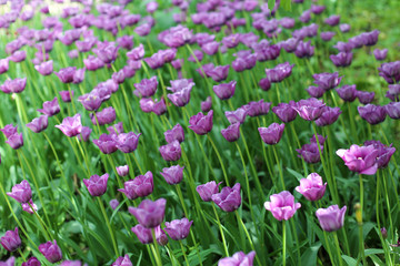 Obraz na płótnie Canvas Violet tulips flowerbed