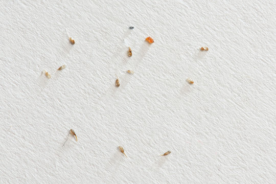 Nits removed from the hair, on white paper background