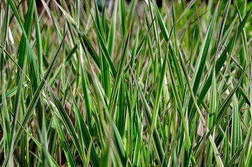 striped grass