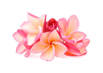 frangipani (plumeria) isolated on white background