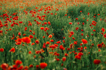 Field of fresh poppies at sunset in the South