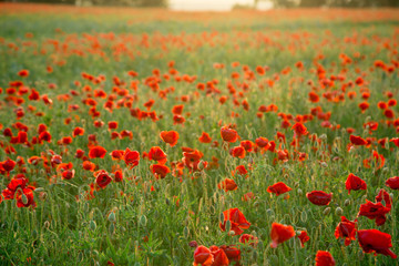 Field of fresh poppies at sunset in the South