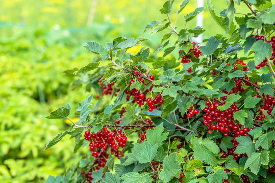 Ripe berries on the bushes, red currant fruits in the summer garden