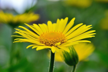 yellow flower