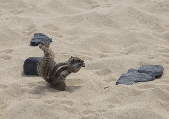 Barbary ground squirrel of Fuerteventura