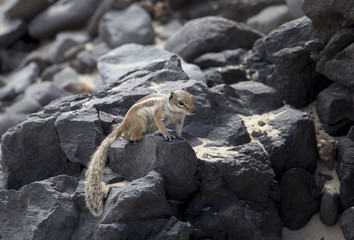Barbary ground squirrel of Fuerteventura
