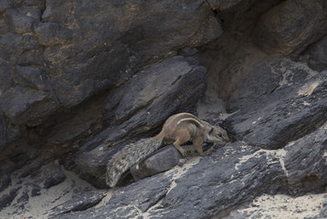 Barbary ground squirrel of Fuerteventura