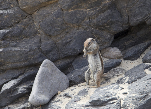 Barbary ground squirrel of Fuerteventura