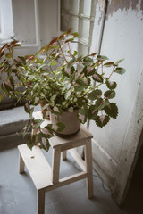 Green plant in clay pot on wooden stand in front of old wooden door in beautiful rustic studio