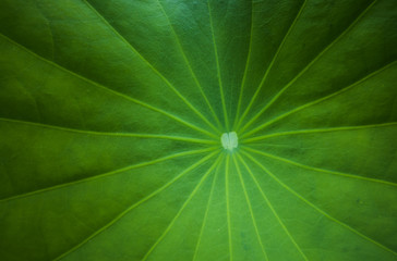 close up of leaf