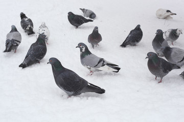 Doves on the snow