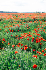 Blossoms of poppies in the fields in the South of Russia