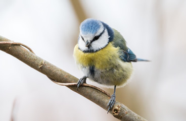 Blaumaise auf Ast