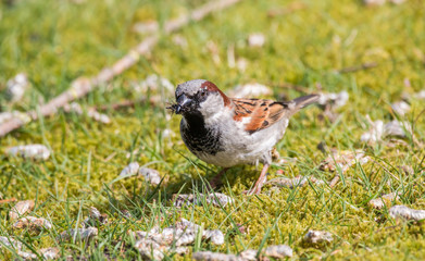 Sperling mit Insekten