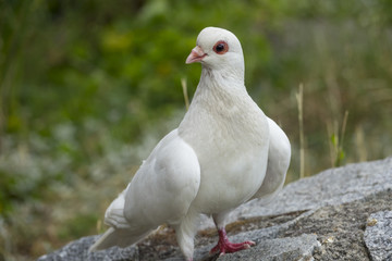 white pigeon