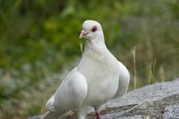 white pigeon