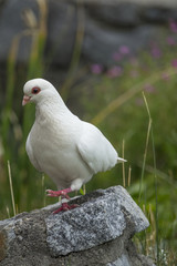 white pigeon