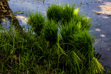 Obraz premium Farmer rice farmers grow rice, plow