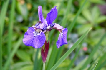 Blühende Schwertlilie - Iris