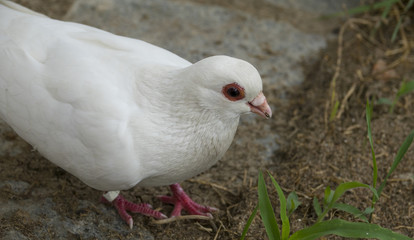 white pigeon