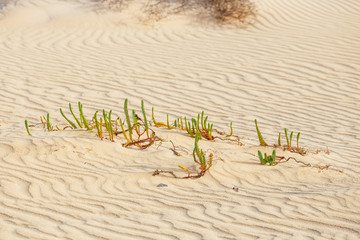 Lines in the sand of a beach, close up