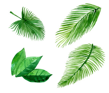 Set of palm leaves, isolated on white background, watercolor illustration
