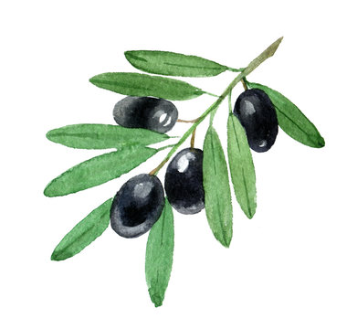 Branch of black olives, isolated on white background, watercolor illustration