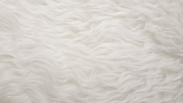 White Natural fluffy flat sheep pet skin texture backgrounds, material for carpet home decoration, leather textile industry manufacturing business