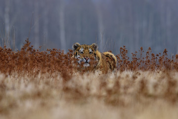 tiger, siberian tiger(Panthera tigris altaica)