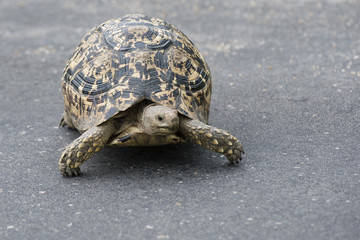 Turtle