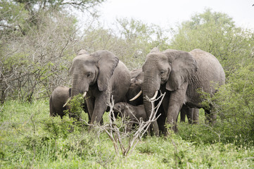 Obraz premium Elephants 
