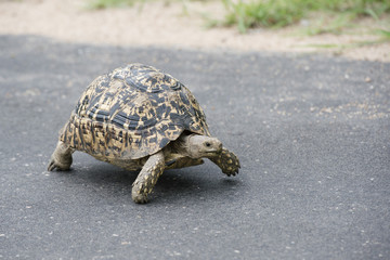 Tortoise 