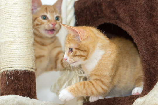 two cute red-haired kittens playing on a cat tree
