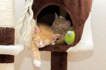 two sleeping kittens on a cat tree