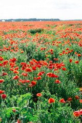 Blossoms of poppies in the fields in the South of Russia