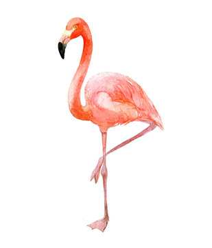Pink flamingo, isolated on white background, watercolor illustration