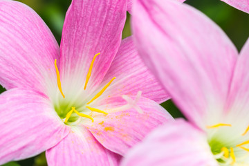 Abstract background of pink flower petals, Zephyranthes rosea, Rain Lily.