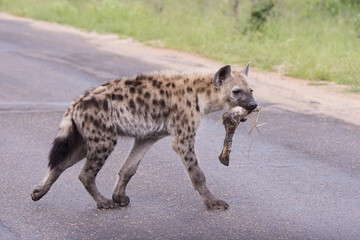 Hyena
