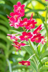 Obraz premium Beautiful red orchid, Ascocenda.