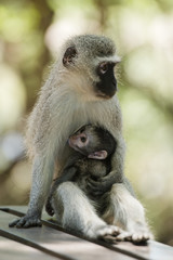 Monkeys