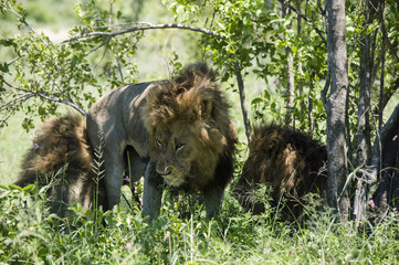 Lions