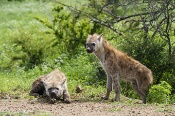 Obraz premium Hyena