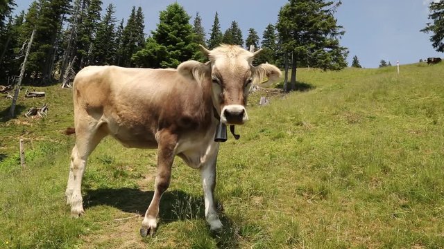 Young cow