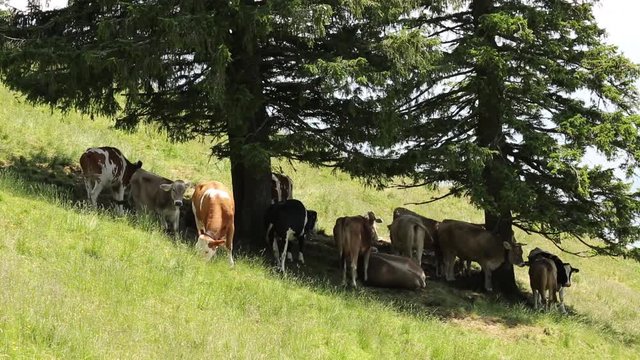 Cows under trees in the shade on the trail to Gnipen