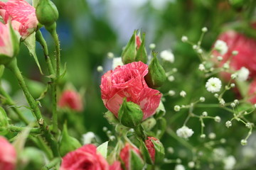 bush rose